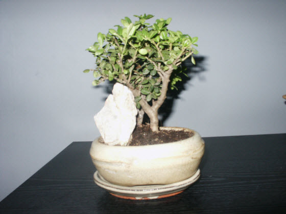 PICT0144.JPG