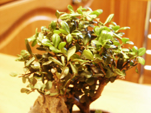 PICT0154.JPG