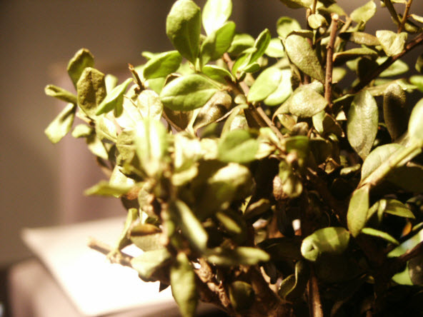 PICT0162.JPG