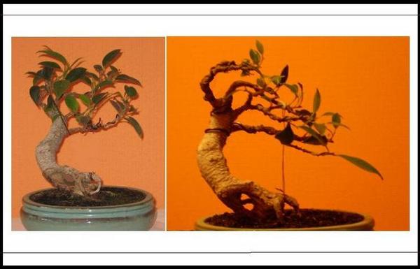 fikusik - przeróbka.jpg