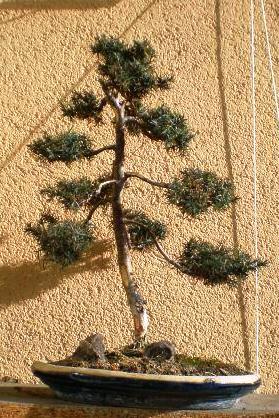 Jałowca chińskiego(Juniperus chinensis)