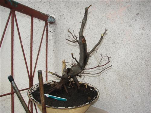 bonsai 002 (Custom).jpg