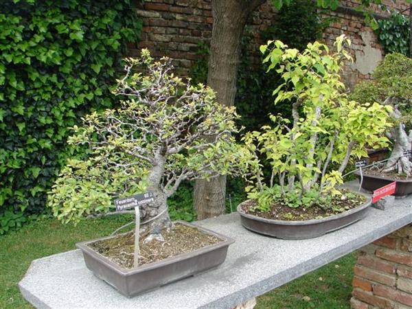 bonsai 556 (Small) (Custom).jpg