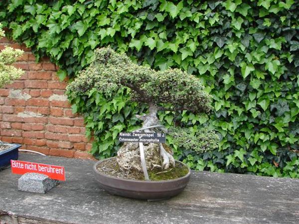 bonsai 557 (Small) (Custom).jpg