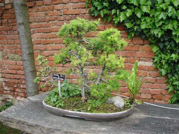 bonsai 558 (Small) (Custom).jpg