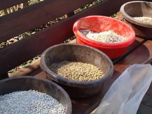 Mieszanki glebowe Juku 2009_1 kwie 02.JPG