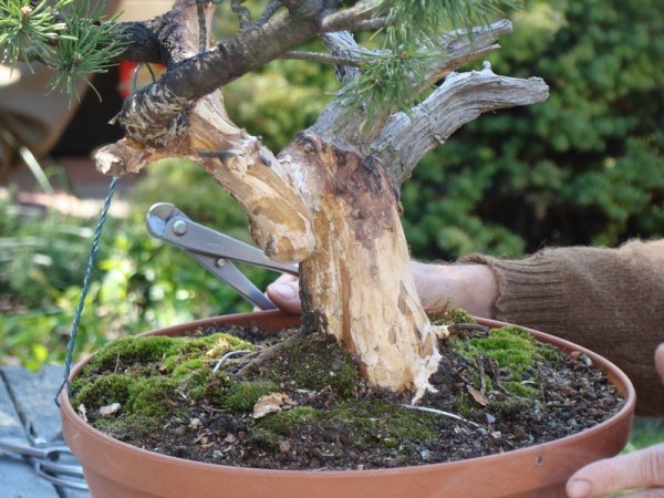 Mugo Tadka 2009_1 kwie 03.JPG