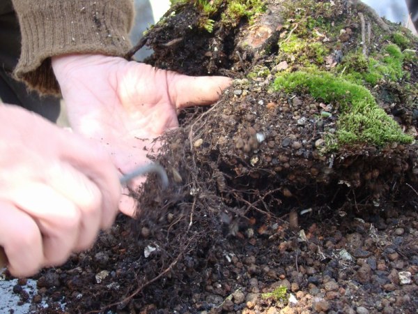 Mugo Tadka 2009_1 kwie 05d.JPG