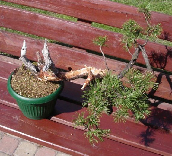 Mugo Tadka 2009_1 kwie 25.JPG