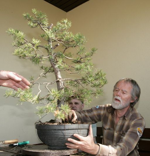 Pinus silvestris Mirka Juku 2009_1 kwie 04.JPG