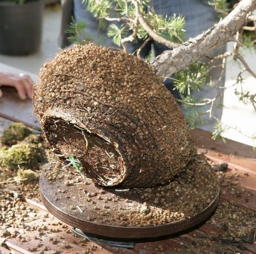 Pinus silvestris Mirka Juku 2009_1 kwie 10.JPG