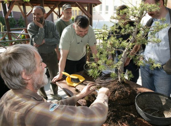 Pinus silvestris Mirka Juku 2009_1 kwie 12.JPG