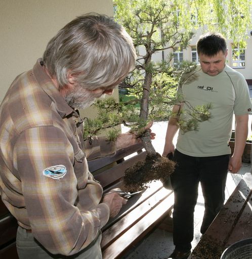 Pinus silvestris Mirka Juku 2009_1 kwie 14.JPG