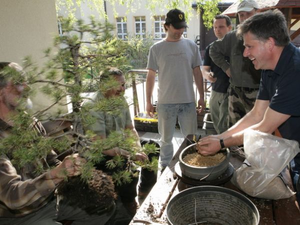 Pinus silvestris Mirka Juku 2009_1 kwie 16.JPG