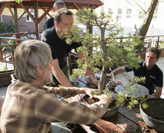 Pinus silvestris Mirka Juku 2009_1 kwie 17.JPG