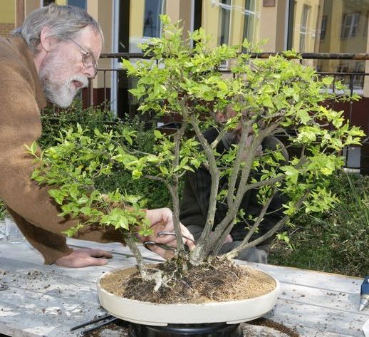 Trzmielina zagajnik Mirka Juku 2009_1 kwie 29.JPG