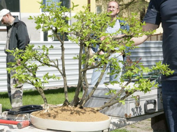 Trzmielina zagajnik Mirka Juku 2009_1 kwie 31.JPG