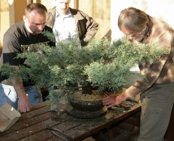 Juniperus Mariusza Juku 2009_1 kwie 03.Jpg