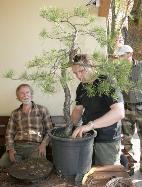 Pinus silvestris Piotrka Juku 2009_1 kwie 01.JPG