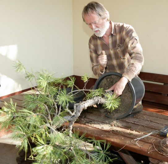 Pinus silvestris Piotrka Juku 2009_1 kwie 02.JPG