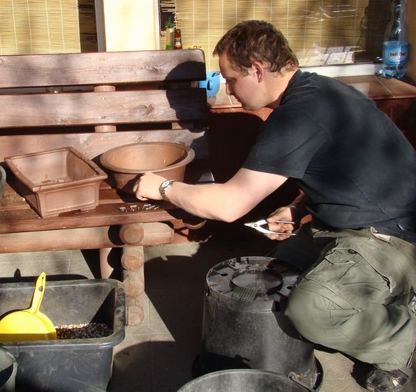 Pinus silvestris Piotrka Juku 2009_1 kwie 04.JPG