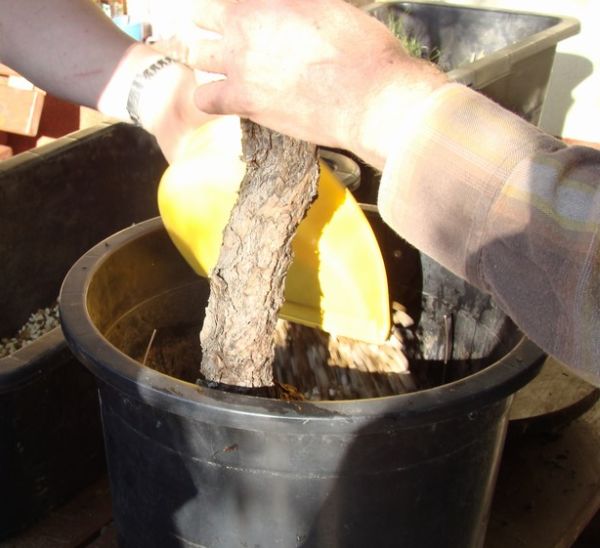 Pinus silvestris Piotrka Juku 2009_1 kwie 06.JPG