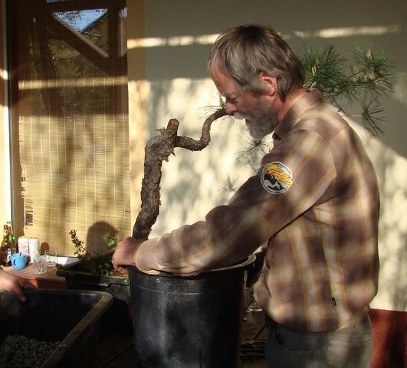 Pinus silvestris Piotrka Juku 2009_1 kwie 07.JPG