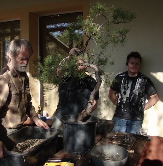 Pinus silvestris Piotrka Juku 2009_1 kwie 09.JPG