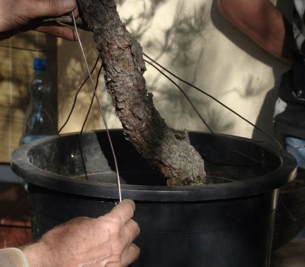 Pinus silvestris Piotrka Juku 2009_1 kwie 10.JPG