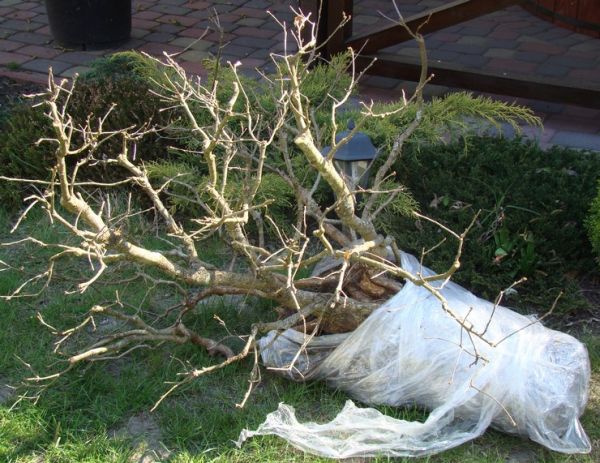 Deby Tratwa yamadori Kornela Juku 2009_1 kwie 01.JPG