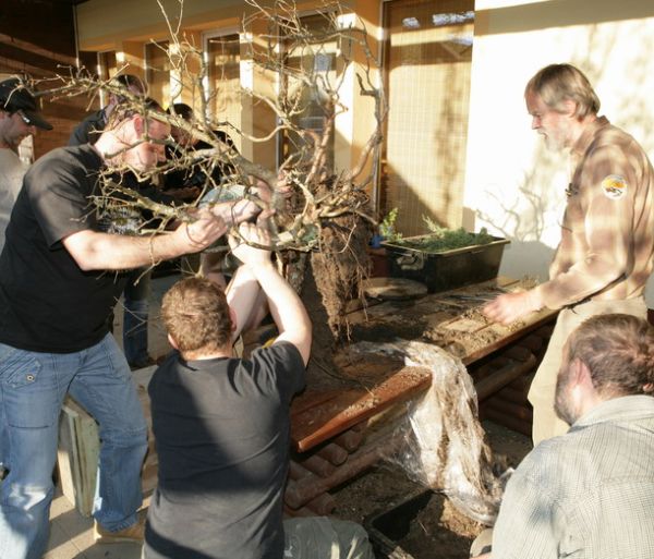 Deby Tratwa yamadori Kornela Juku 2009_1 kwie 06.JPG