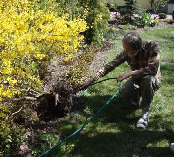 Deby Tratwa yamadori Kornela Juku 2009_1 kwie 07.JPG