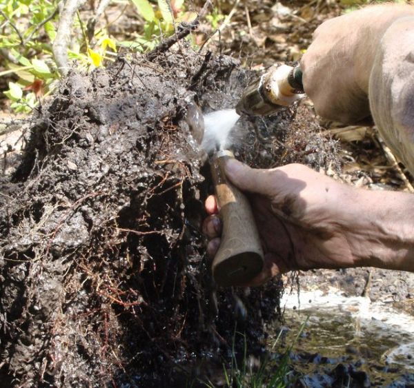 Deby Tratwa yamadori Kornela Juku 2009_1 kwie 08.JPG