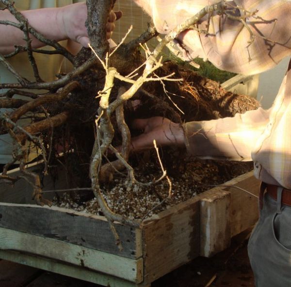 Deby Tratwa yamadori Kornela Juku 2009_1 kwie 21.JPG