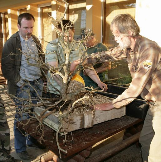 Deby Tratwa yamadori Kornela Juku 2009_1 kwie 24.JPG