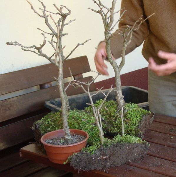 Zagajnik Ginko Biloba Jacka 2009_1 kwie 02.JPG