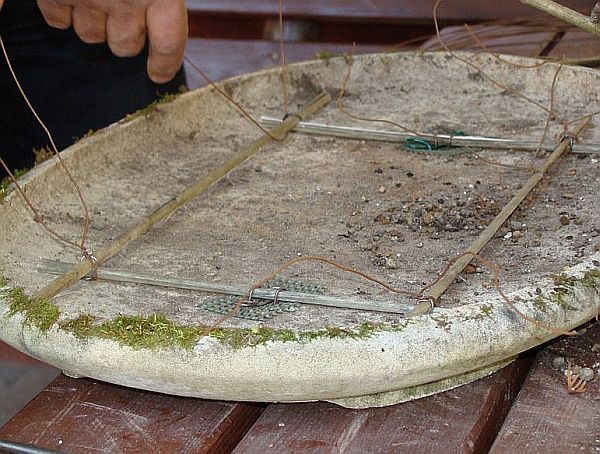 Zagajnik Ginko Biloba Jacka 2009_1 kwie 13.JPG