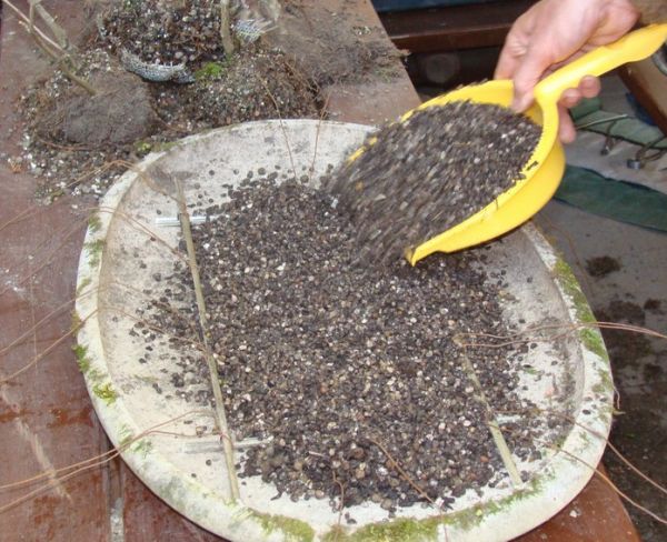 Zagajnik Ginko Biloba Jacka 2009_1 kwie 14.JPG