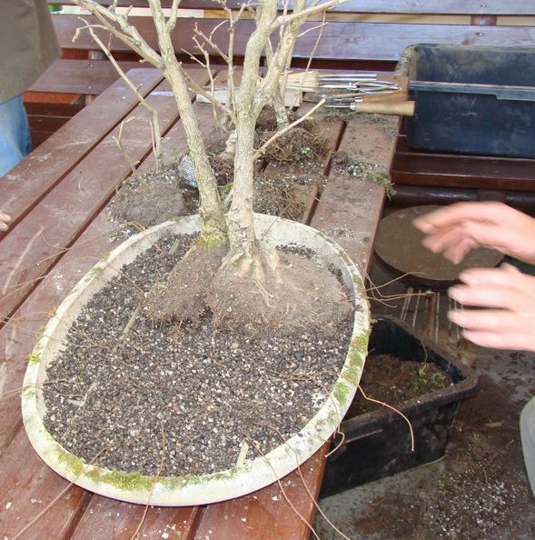 Zagajnik Ginko Biloba Jacka 2009_1 kwie 15.JPG