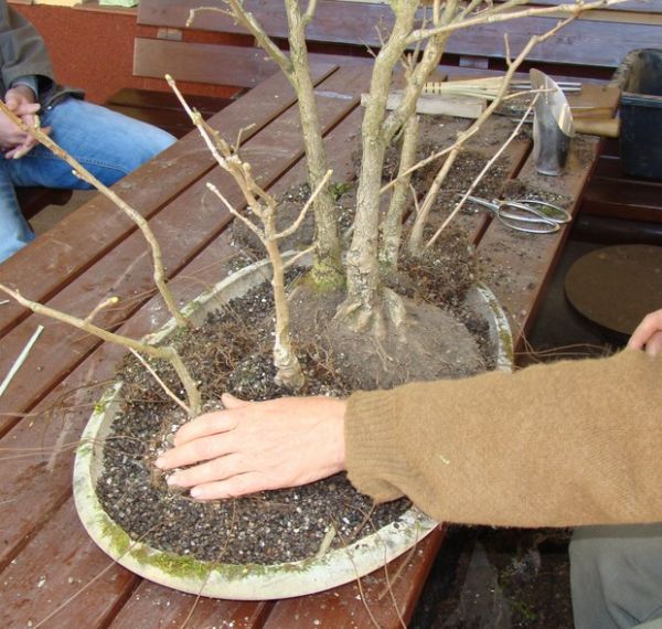 Zagajnik Ginko Biloba Jacka 2009_1 kwie 16.JPG