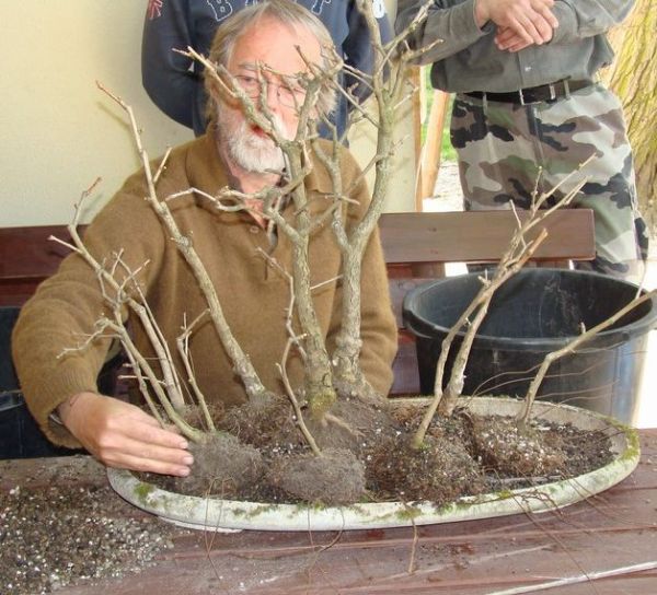 Zagajnik Ginko Biloba Jacka 2009_1 kwie 17.JPG