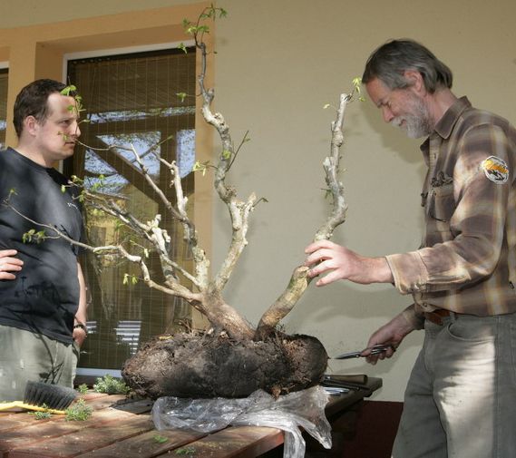 Graby Kepa yamadori Kornela Juku 2009_1 kwie 01.Jpg