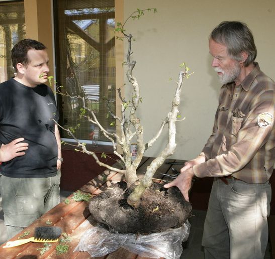 Graby Kepa yamadori Kornela Juku 2009_1 kwie 02.Jpg