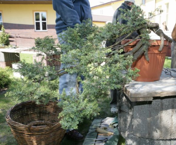 Juniperus communis Podkowa 2009_1 kwie 01.JPG