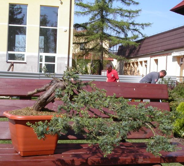 Juniperus communis Podkowa 2009_1 kwie 02.JPG