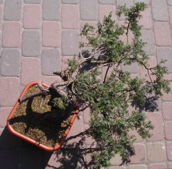 Juniperus communis Podkowa 2009_1 kwie 05.JPG