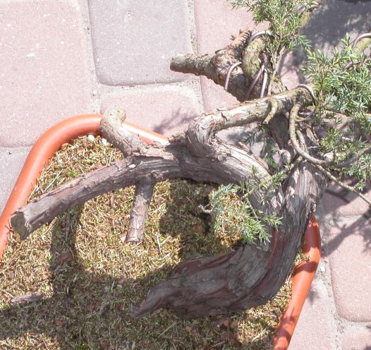 Juniperus communis Podkowa 2009_1 kwie 06.JPG