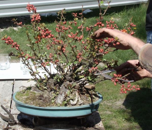 Pigwowiec Darka Juku 2009_1 kwie 01.jpg