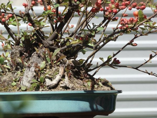 Pigwowiec Darka Juku 2009_1 kwie 02.jpg