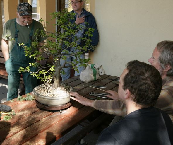 Carpinus Piotrka Juku 2009_1 kwie 02.Jpg